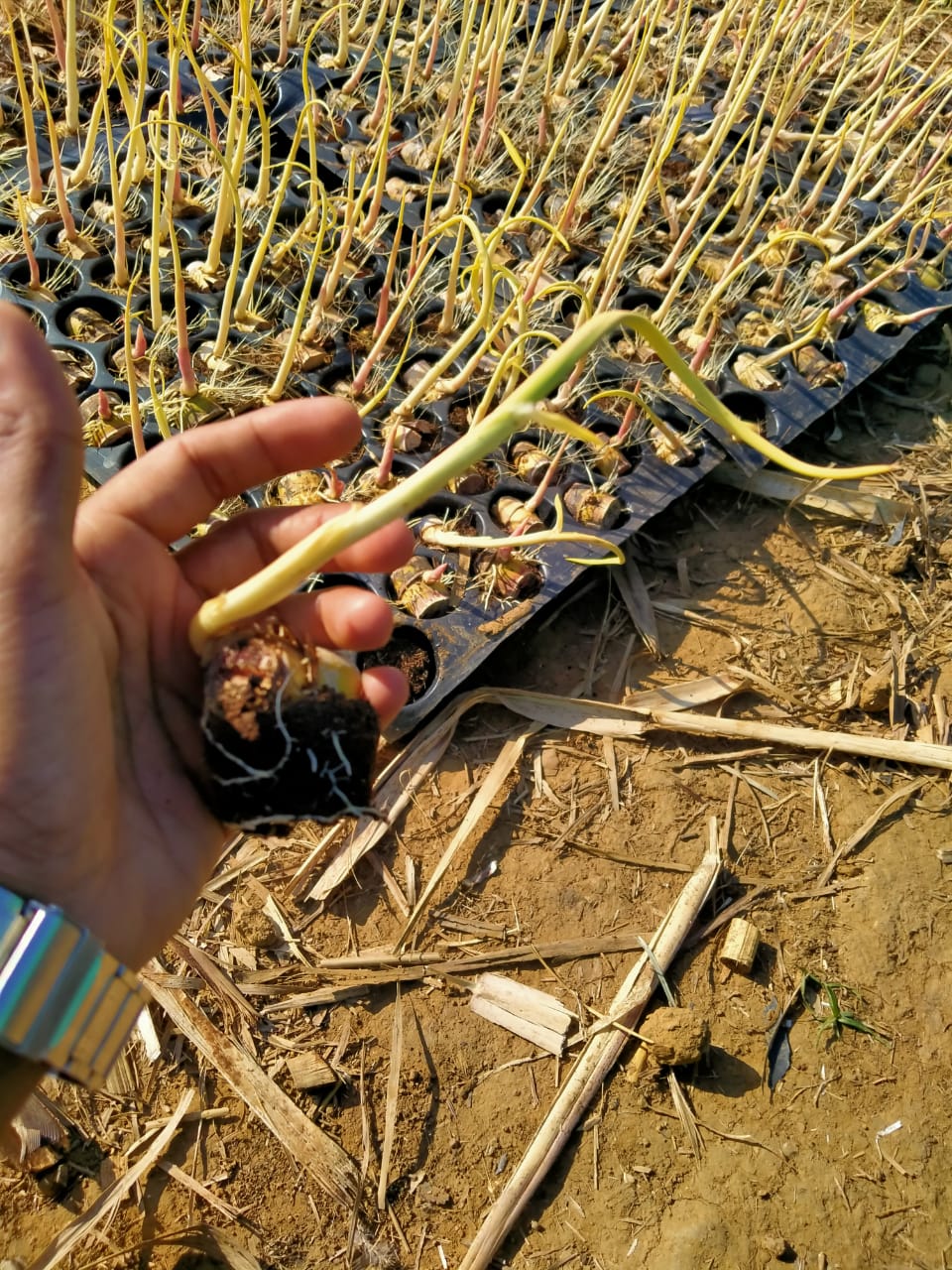 bud nursery